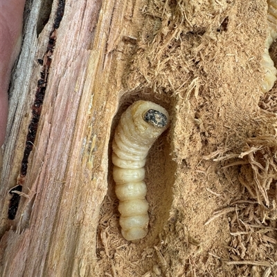Larvae