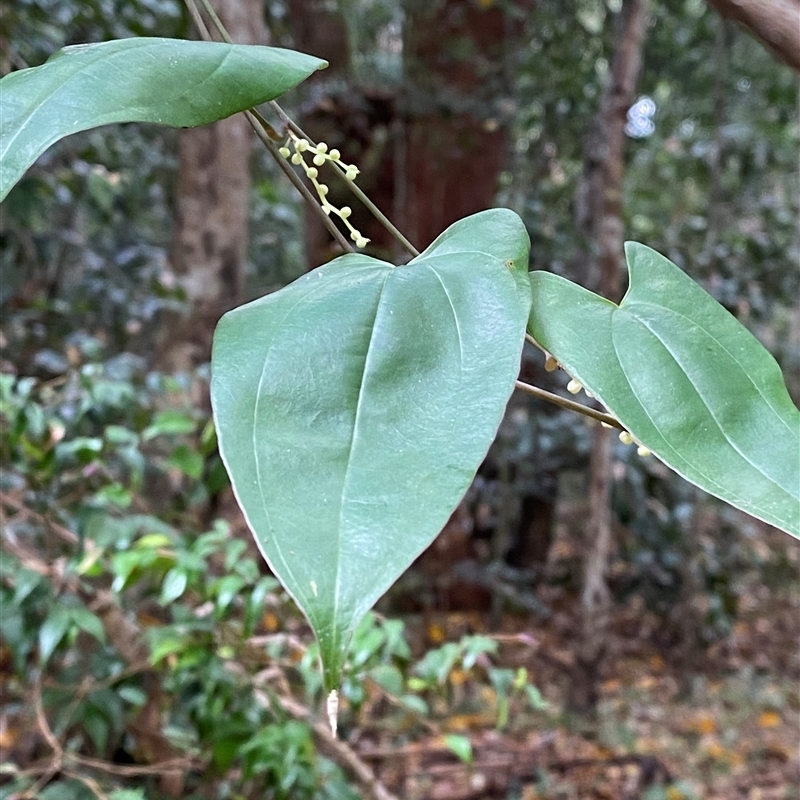 Dioscorea transversa