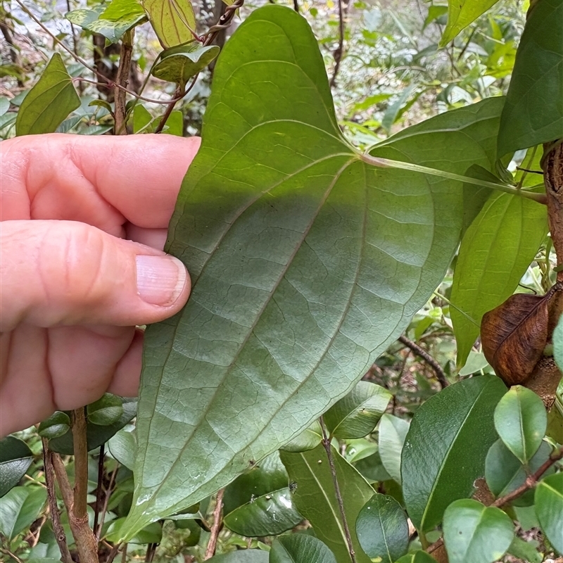 Dioscorea transversa