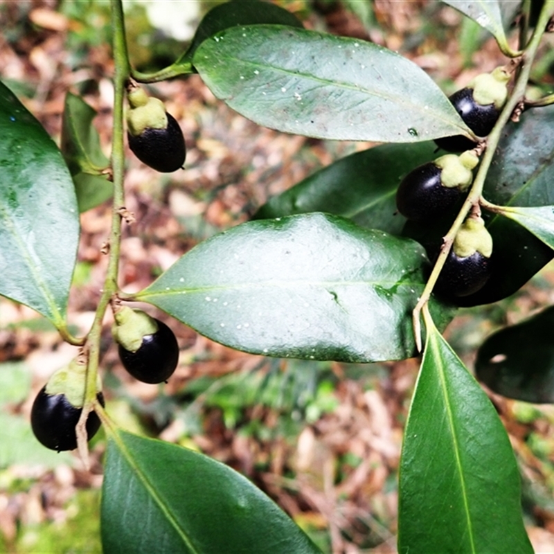 Diospyros australis