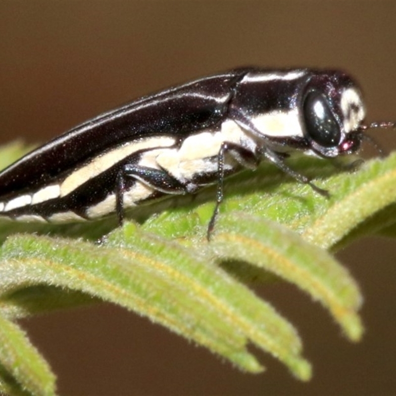 Agrilus hypoleucus