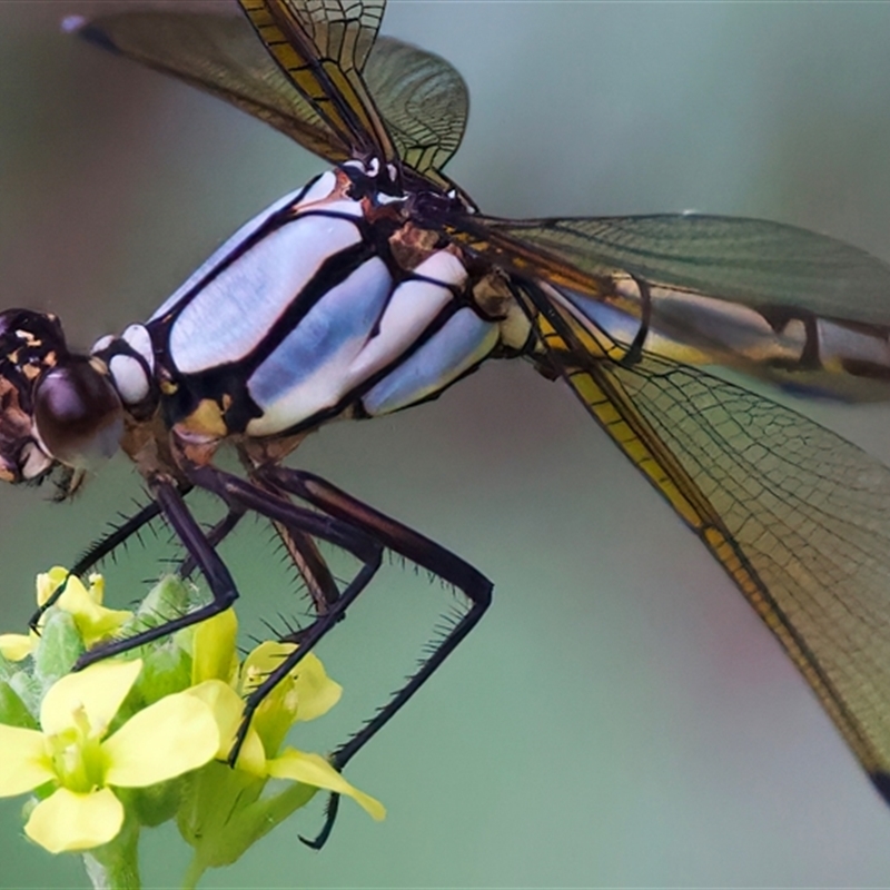 Diphlebia nymphoides