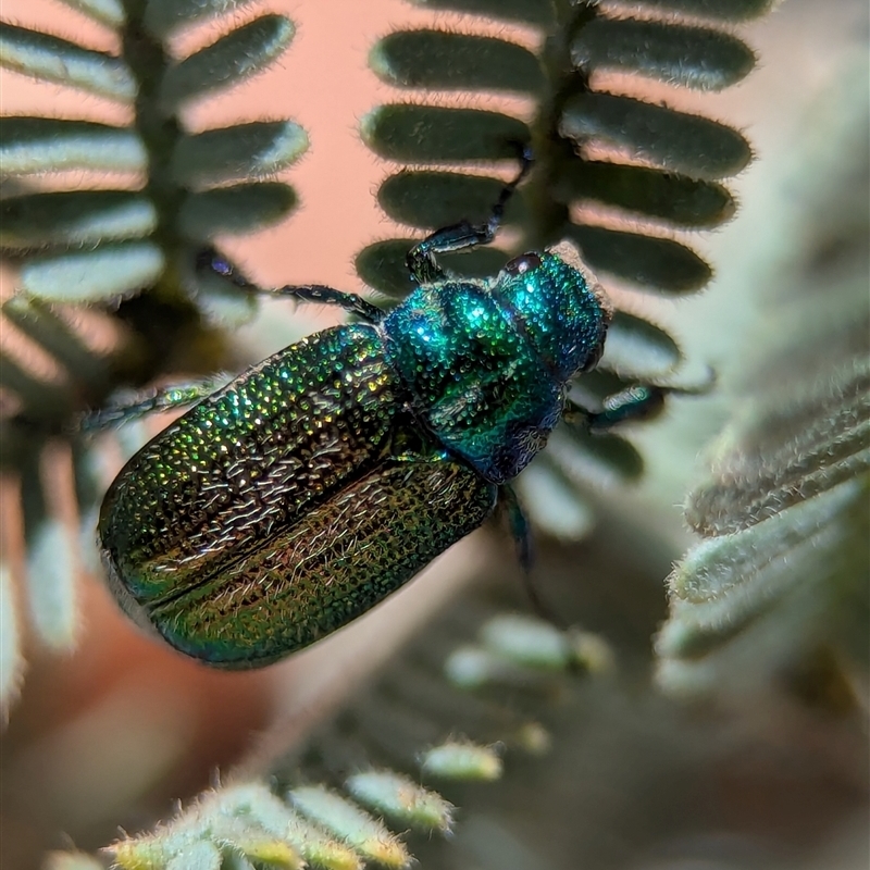 Diphucephala elegans