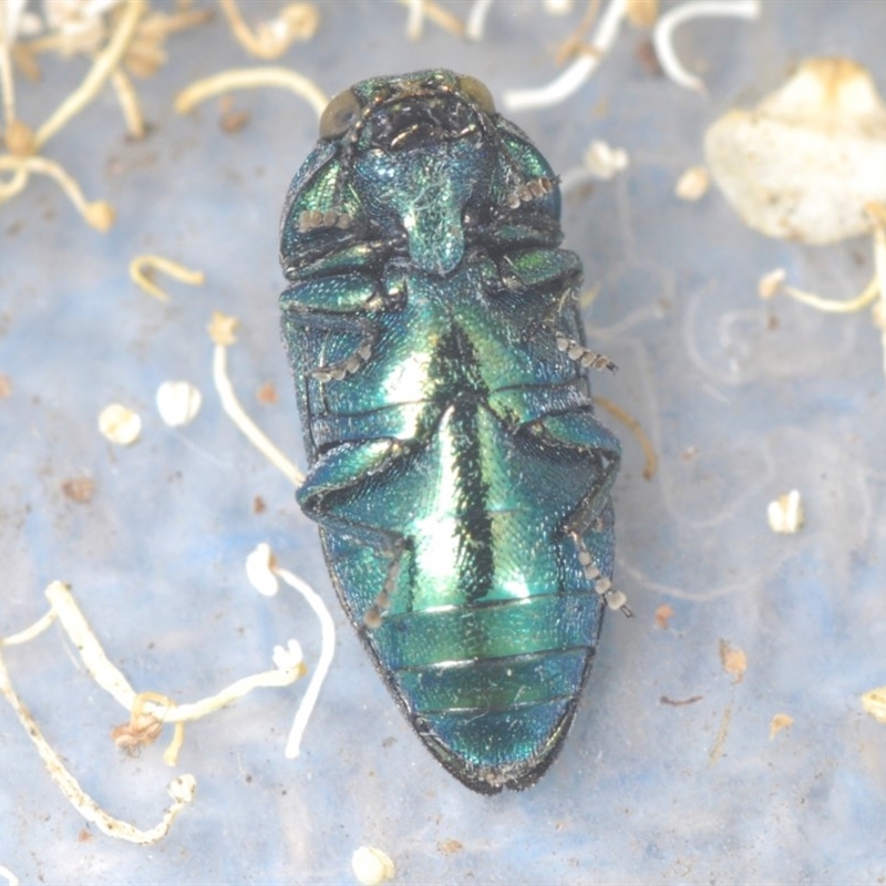 Diphucrania aurocyanea
