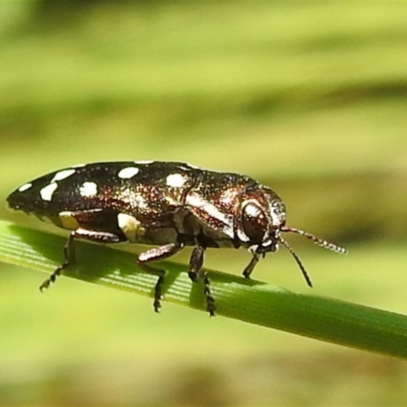 Diphucrania duodecimmaculata