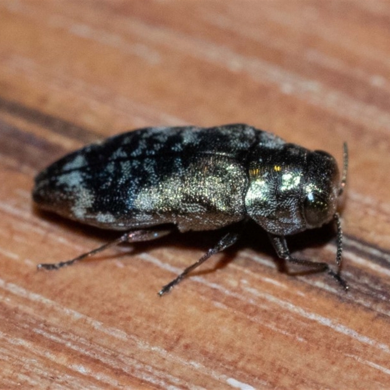 Diphucrania sp. (genus)