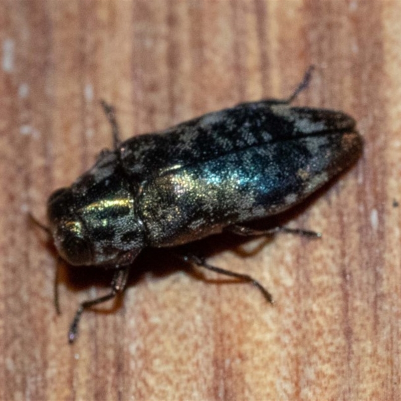 Diphucrania sp. (genus)