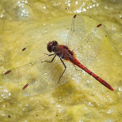 Diplacodes bipunctata