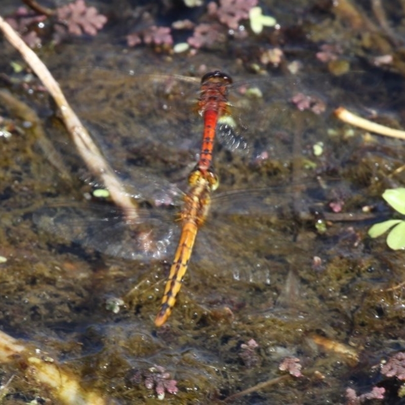 Diplacodes melanopsis