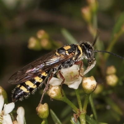 Female