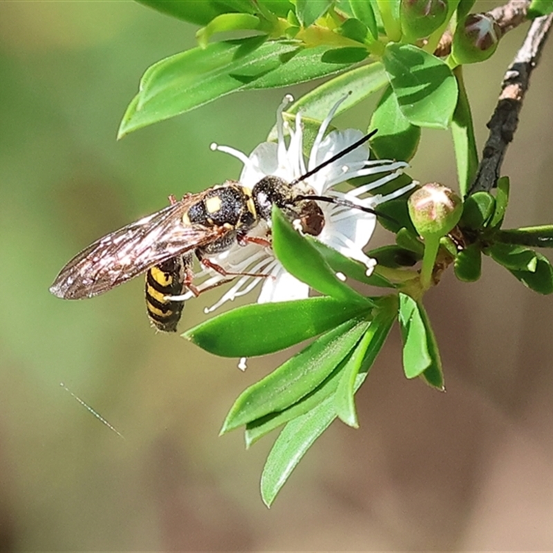 Agriomyia sp. (genus)