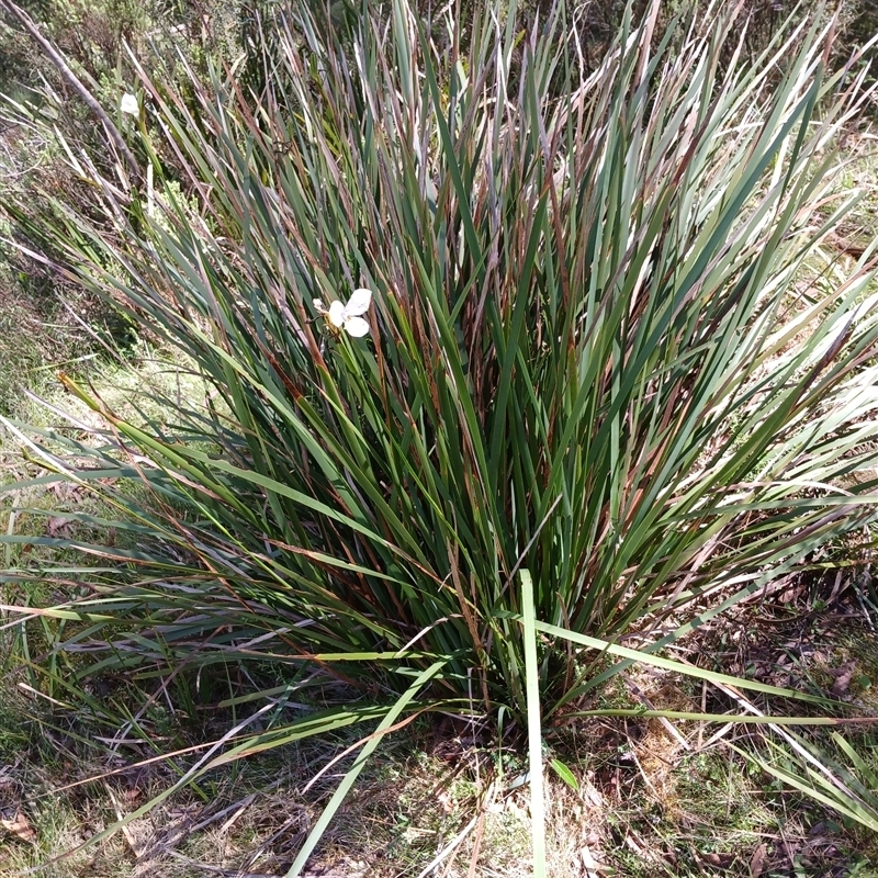 Diplarrena moraea