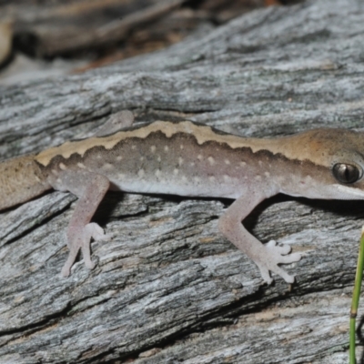 Diplodactylus vittatus