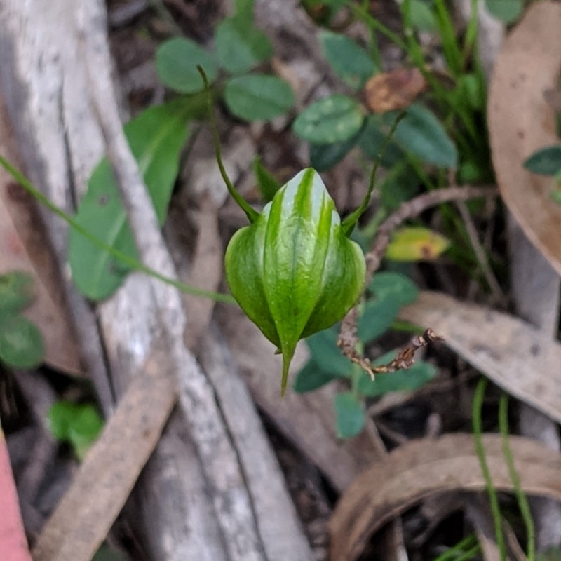 Diplodium alveatum (ACT) = Pterostylis alveata (NSW)