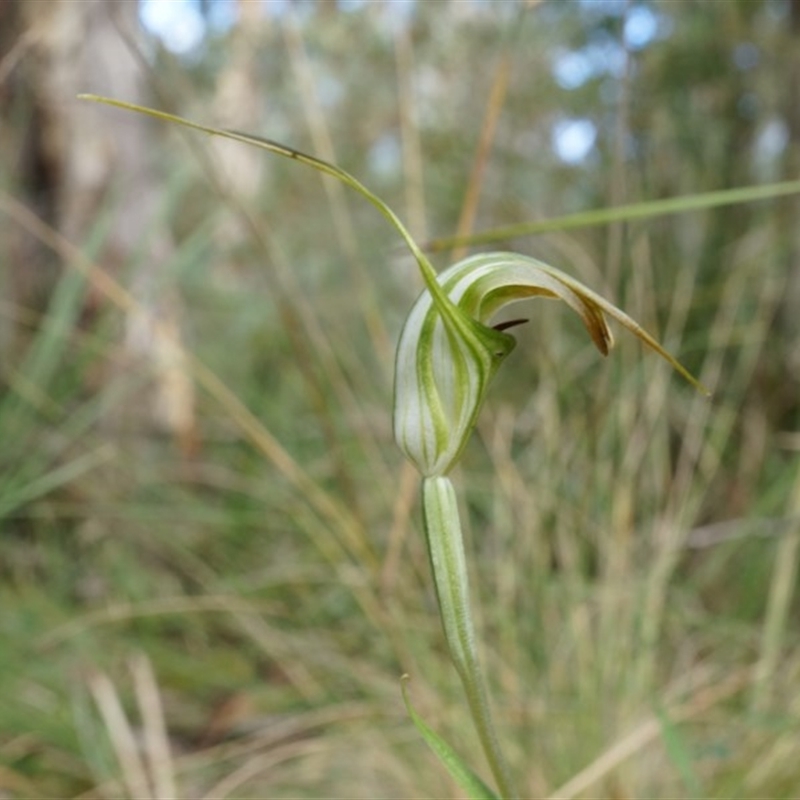 Diplodium decurvum