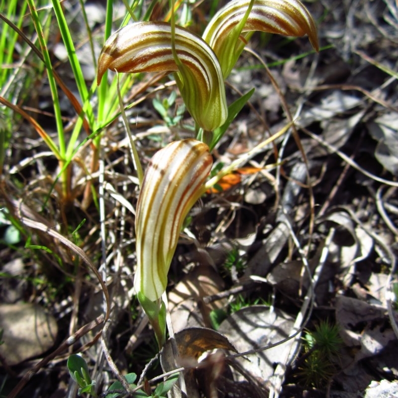 Diplodium truncatum