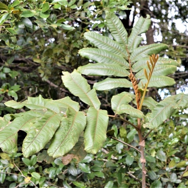 Diploglottis australis