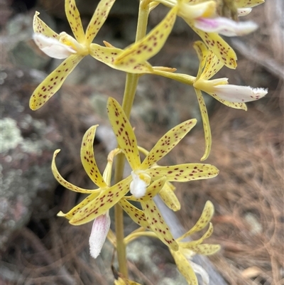 Dipodium hamiltonianum