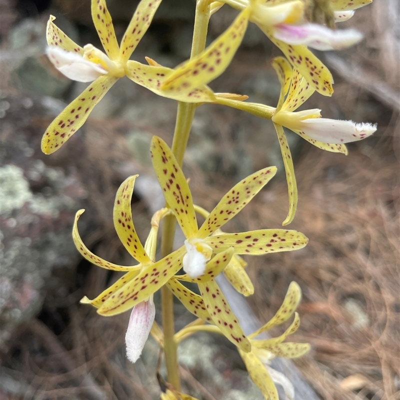 Dipodium interaneum