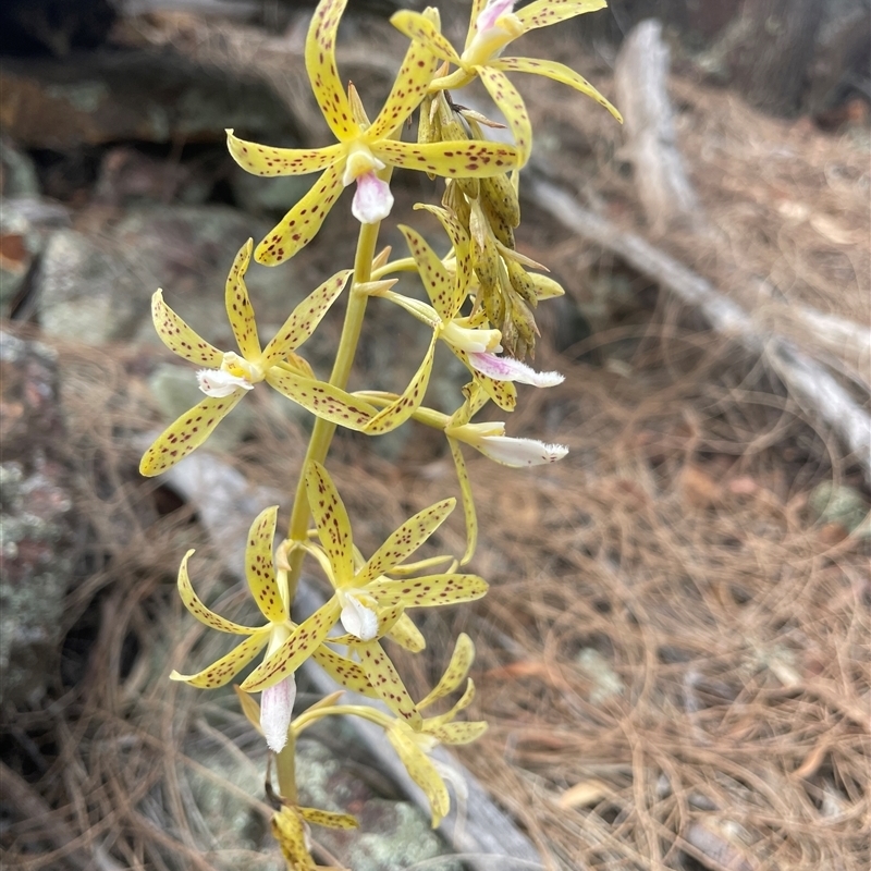 Dipodium interaneum