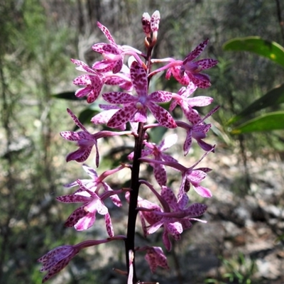 Dipodium punctatum