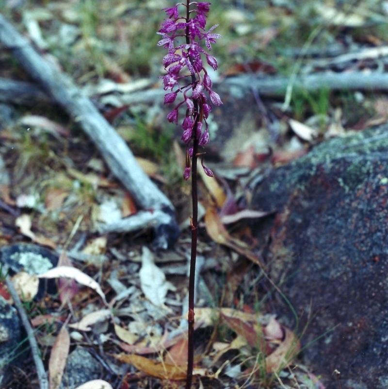 Dipodium punctatum