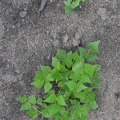 Jackie Miles, seedlings