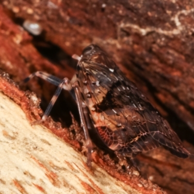 Dipsiathus obscurifrons
