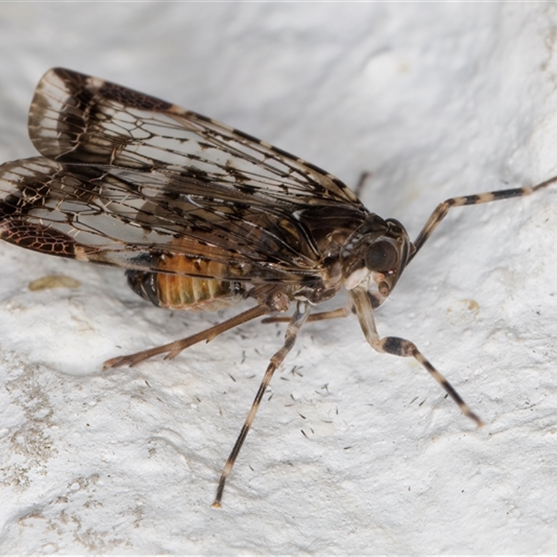 Dipsiathus obscurifrons