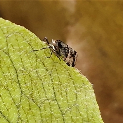 Dipsiathus pallidifrons