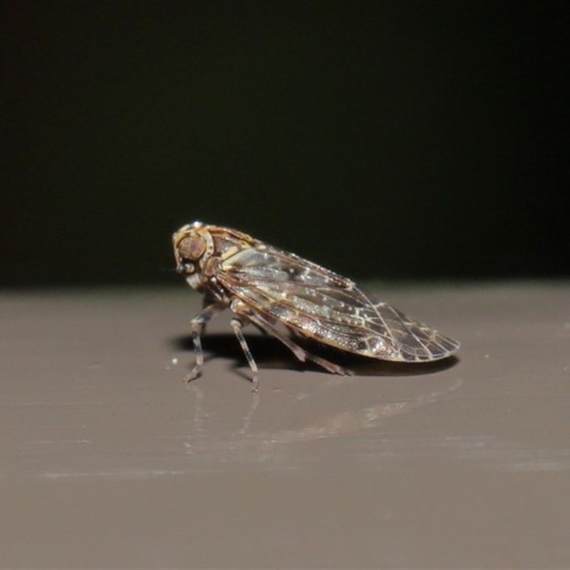 Dipsiathus pallidifrons