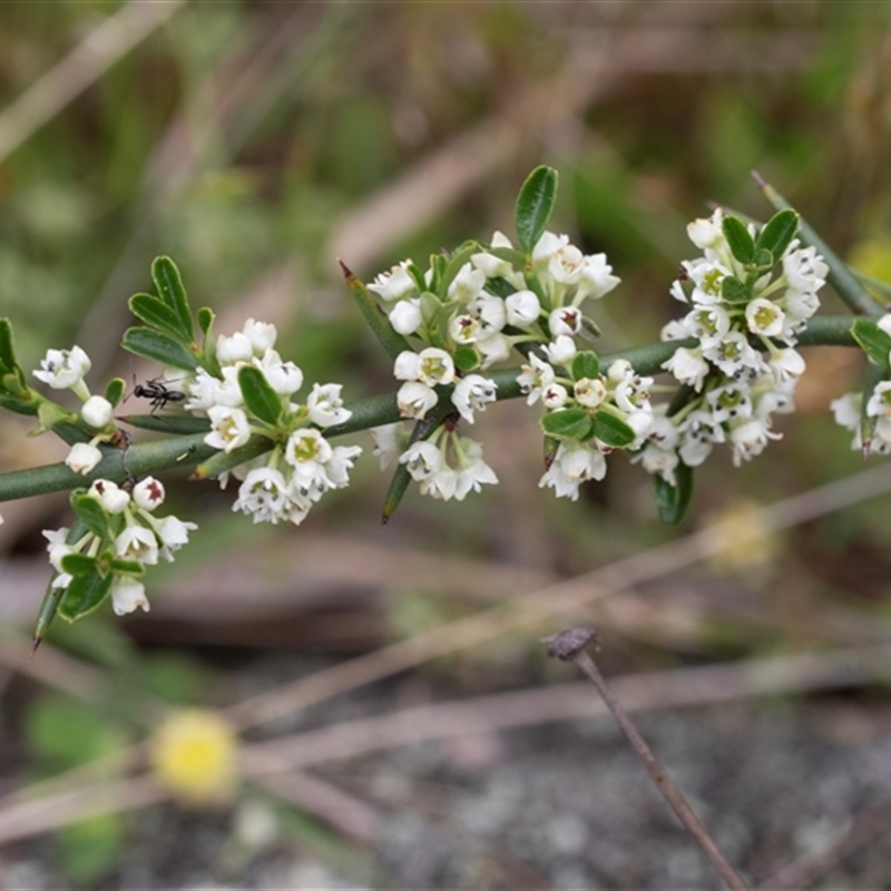 Discaria pubescens