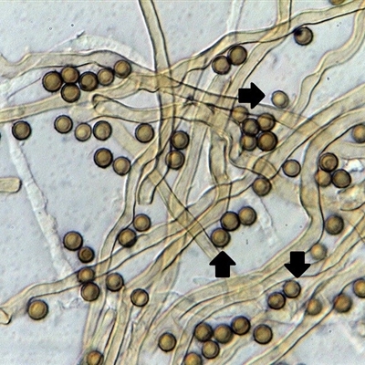 Disciseda candida