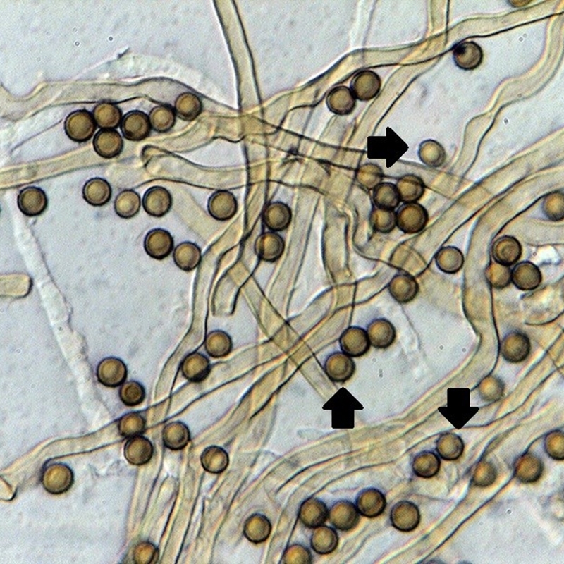 Disciseda candida