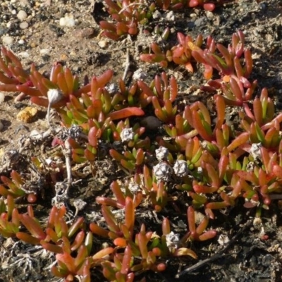 Disphyma crassifolium subsp. clavellatum