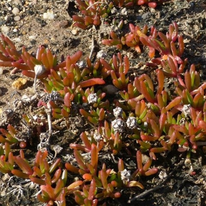 Disphyma crassifolium subsp. clavellatum