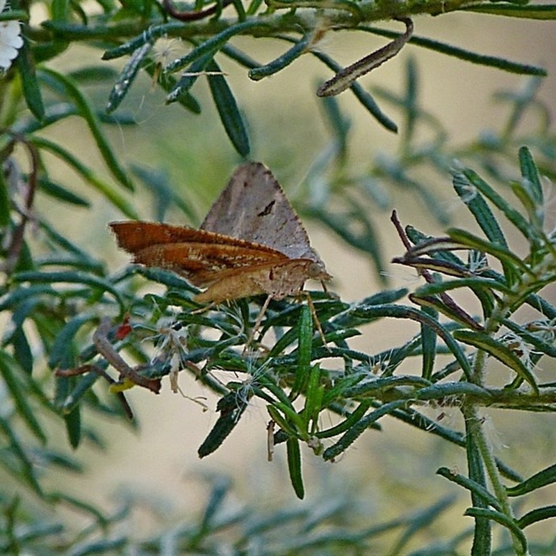 Dissomorphia australiaria