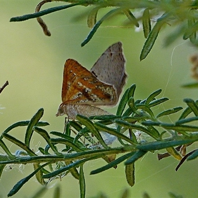 Male underside