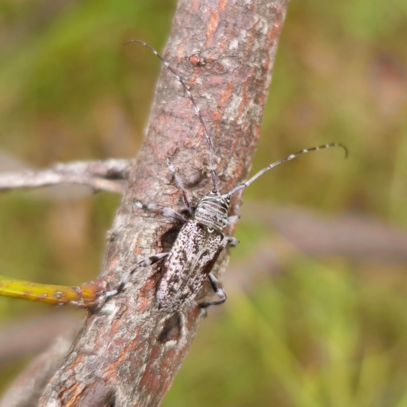 Disterna sp. (genus)