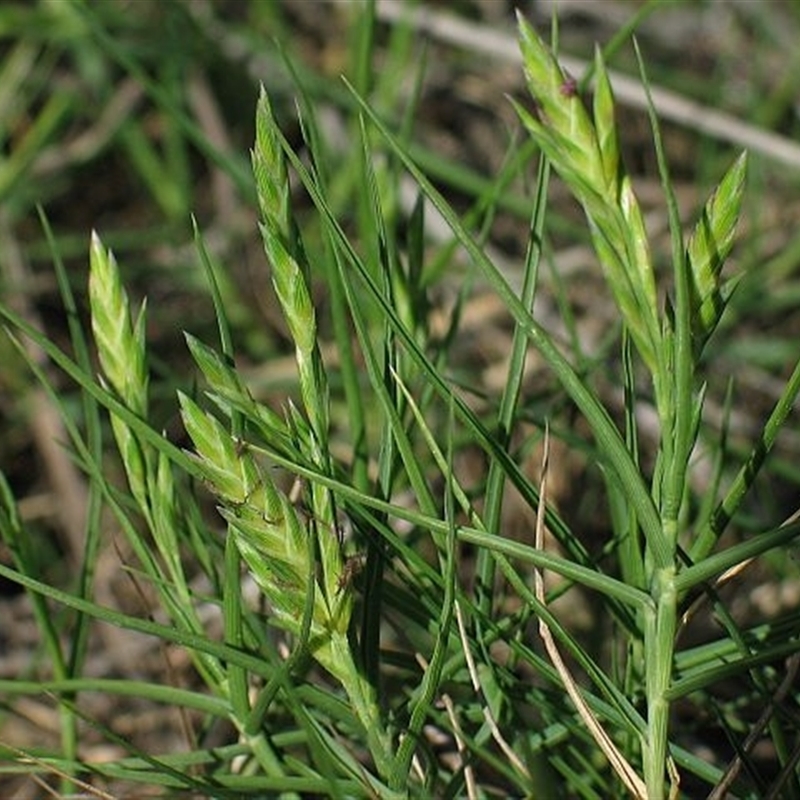 Distichlis distichophylla