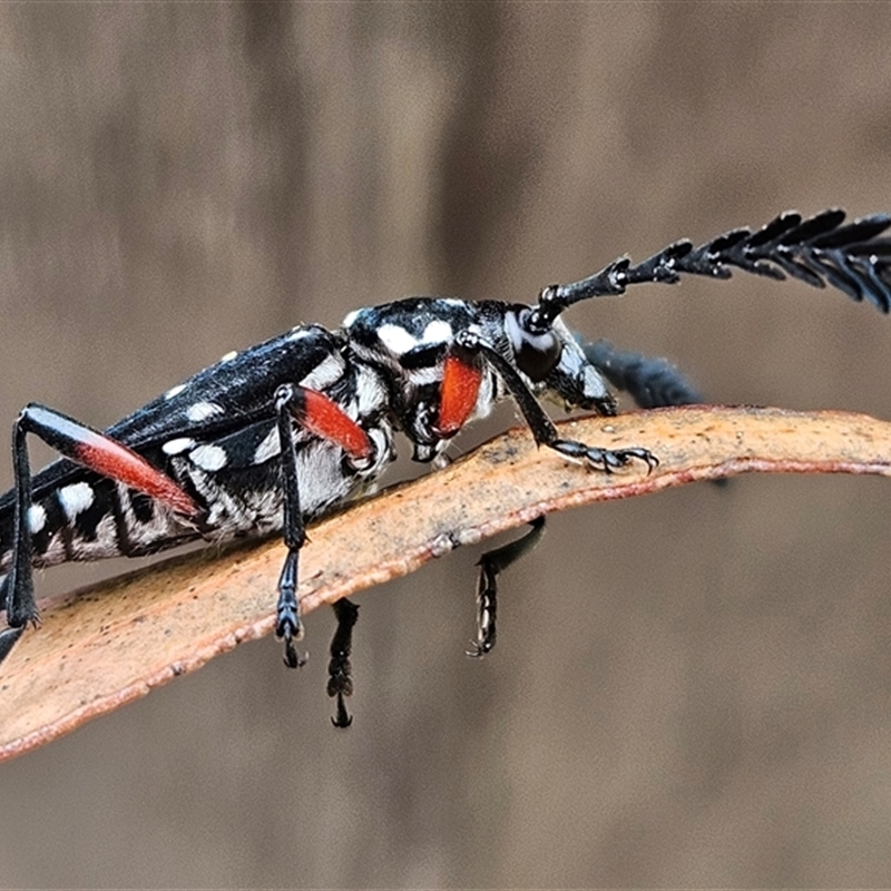 Distichocera thomsonella