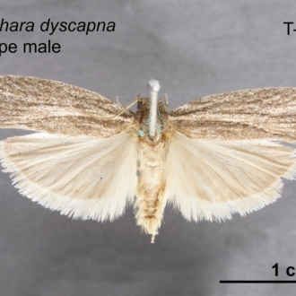 Agriophara dyscapna