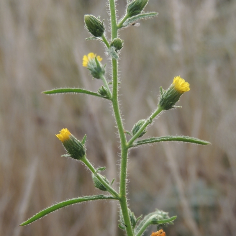 Dittrichia graveolens