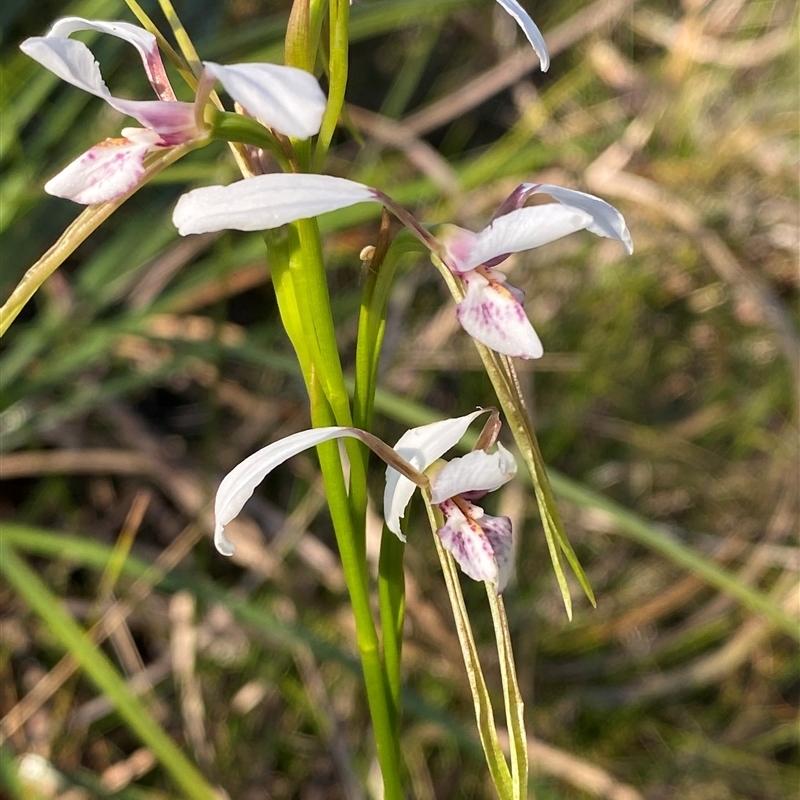 Diuris alba