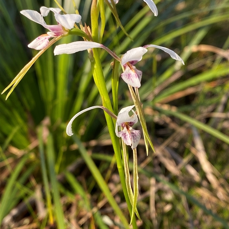 Diuris alba