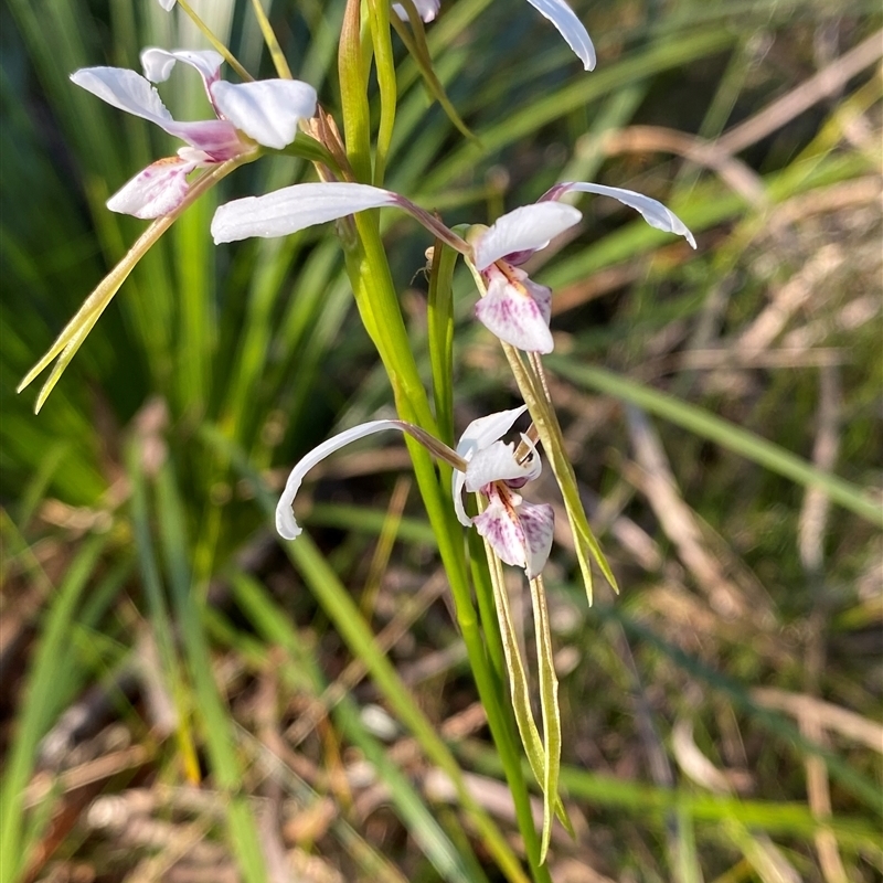 Diuris alba