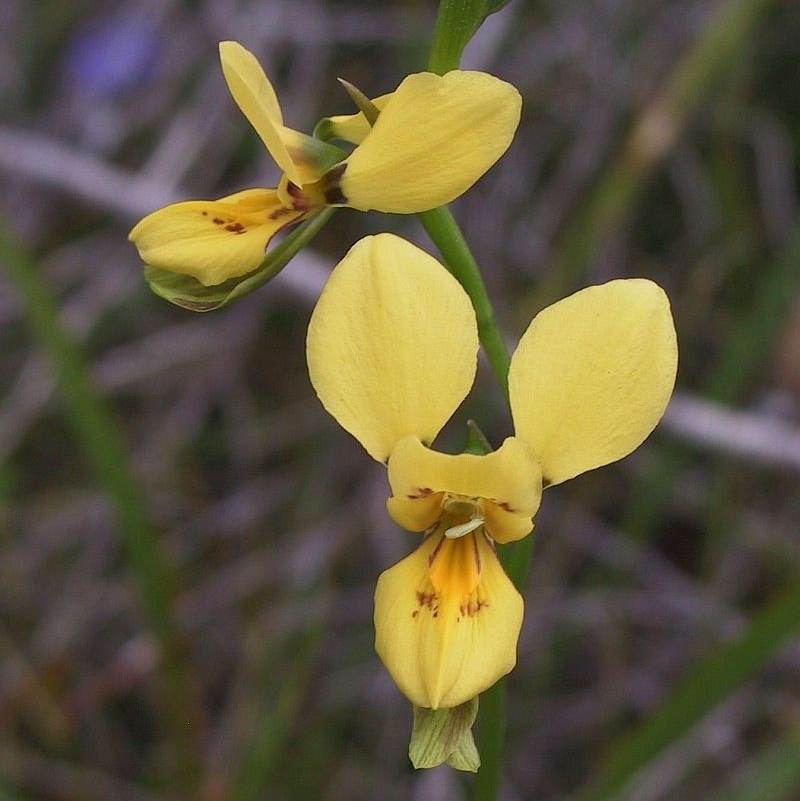 Jackie Miles, Conjola NP