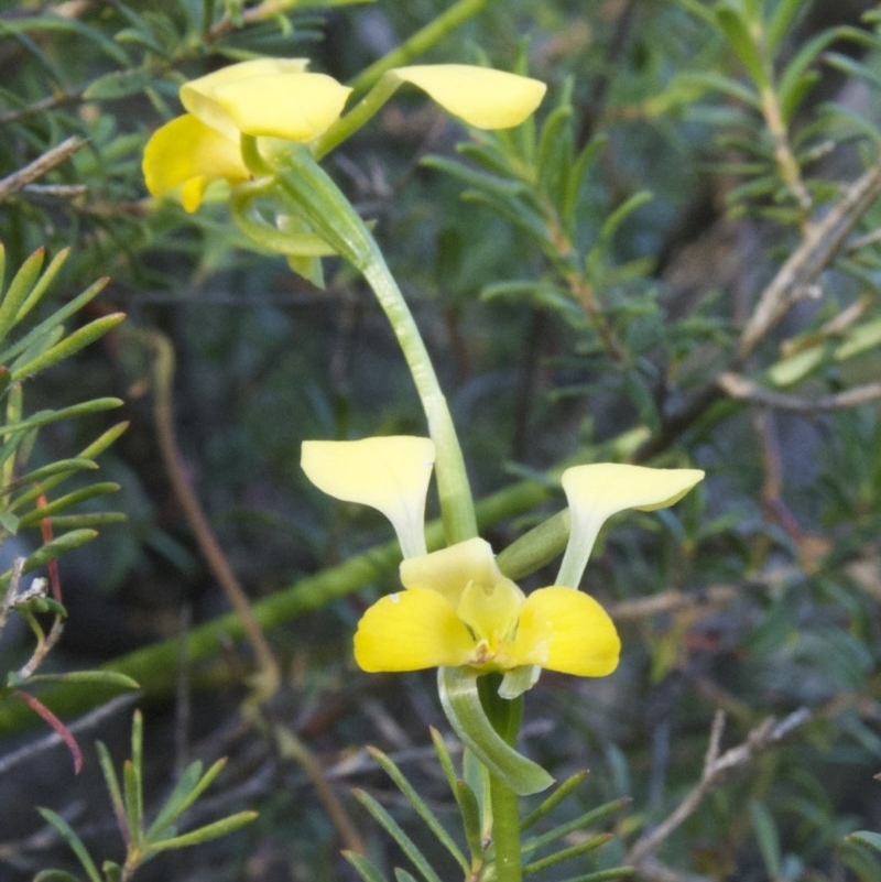 Diuris aurea