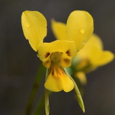 Diuris aurea