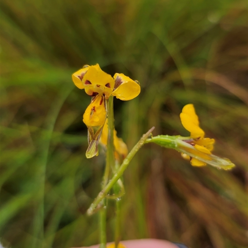 Diuris chrysantha